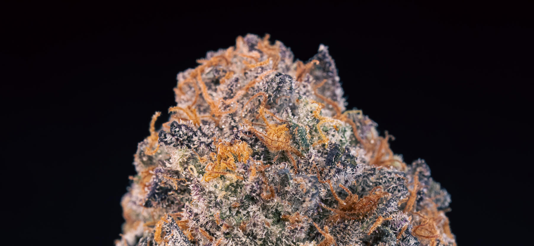 PACK MACRO FLORES