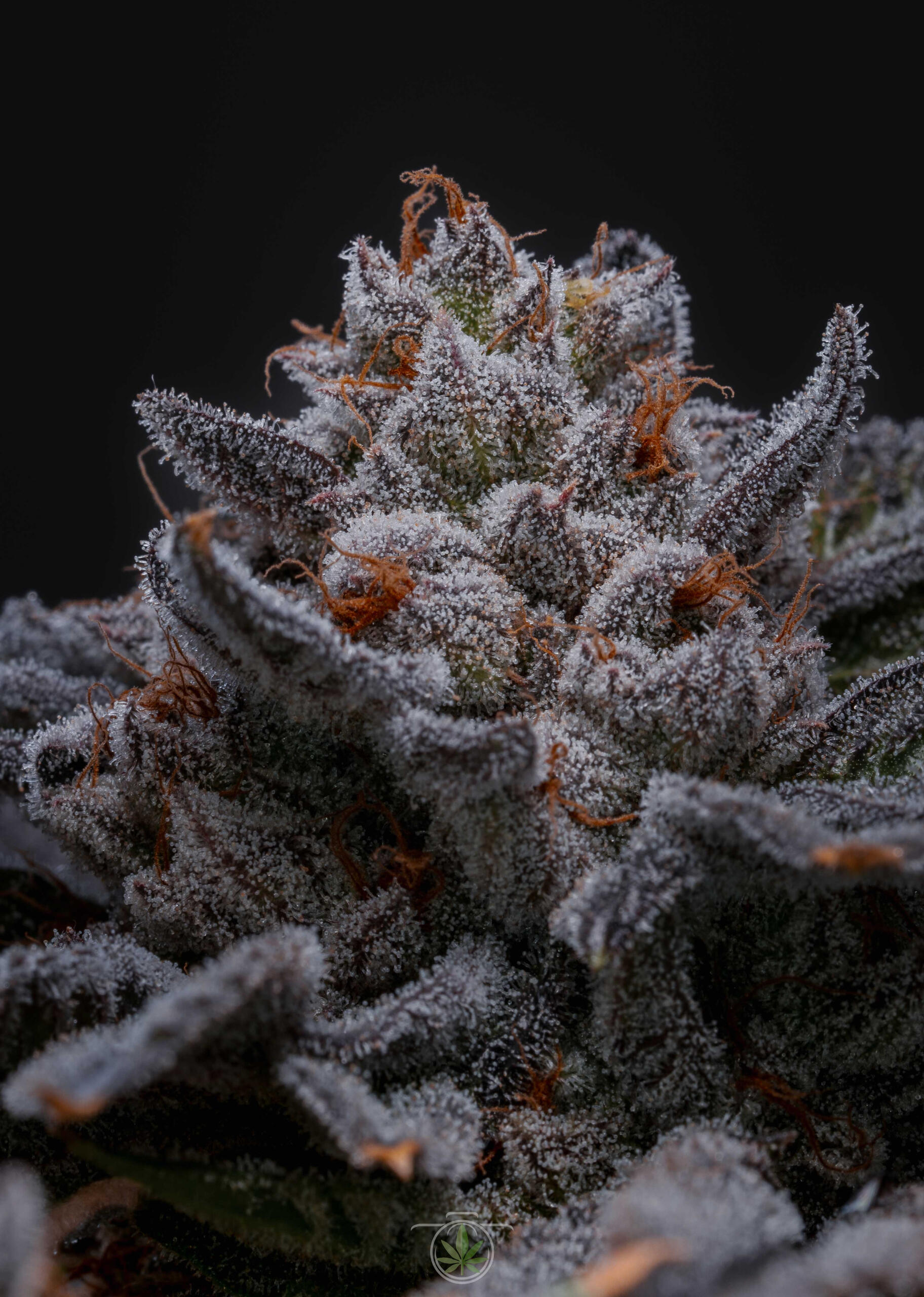 Tricomas de flor de cannabis en maduración captados con lente macro.